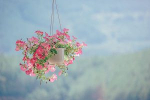 Hanging plants.