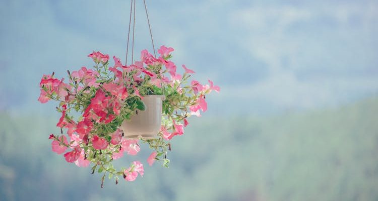 Hanging plants.