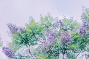 Hawaiian flora walls.